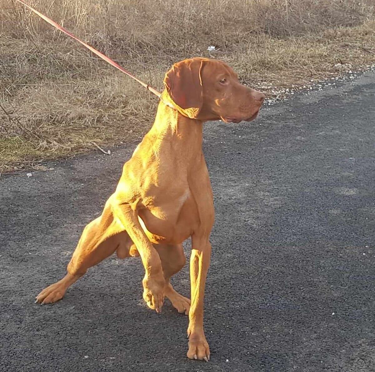 Image of Gemenci Nemes Fürge