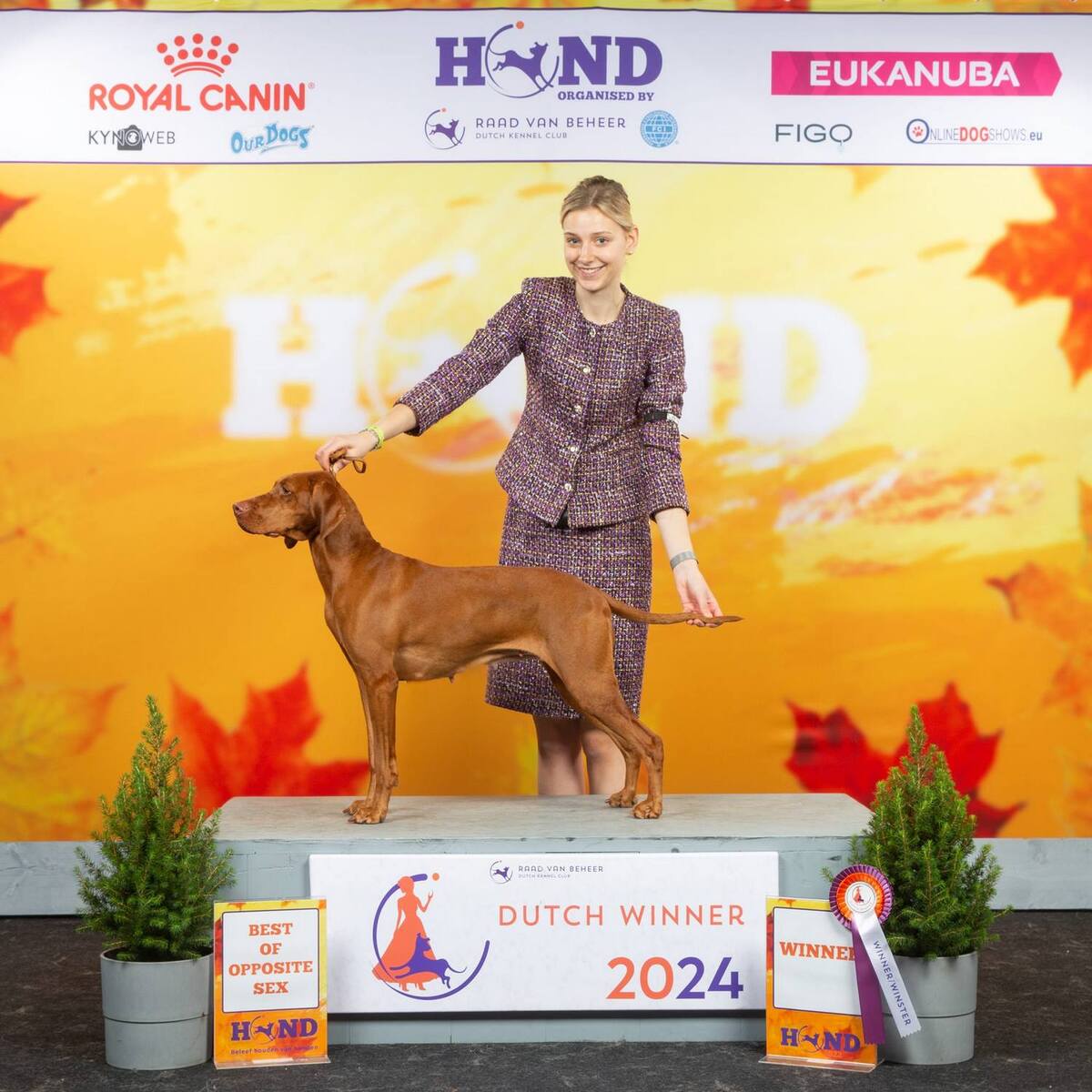 Image of Indyofrodo Arany Napsugár