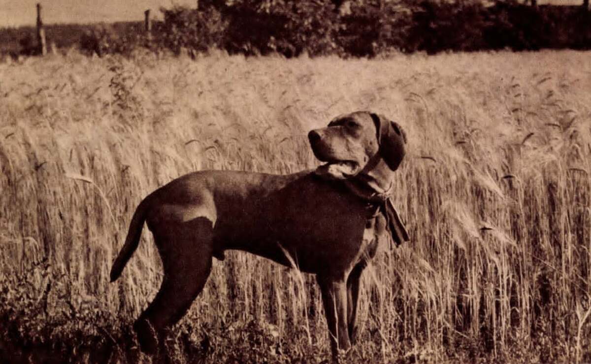 Image of Fickó Lump