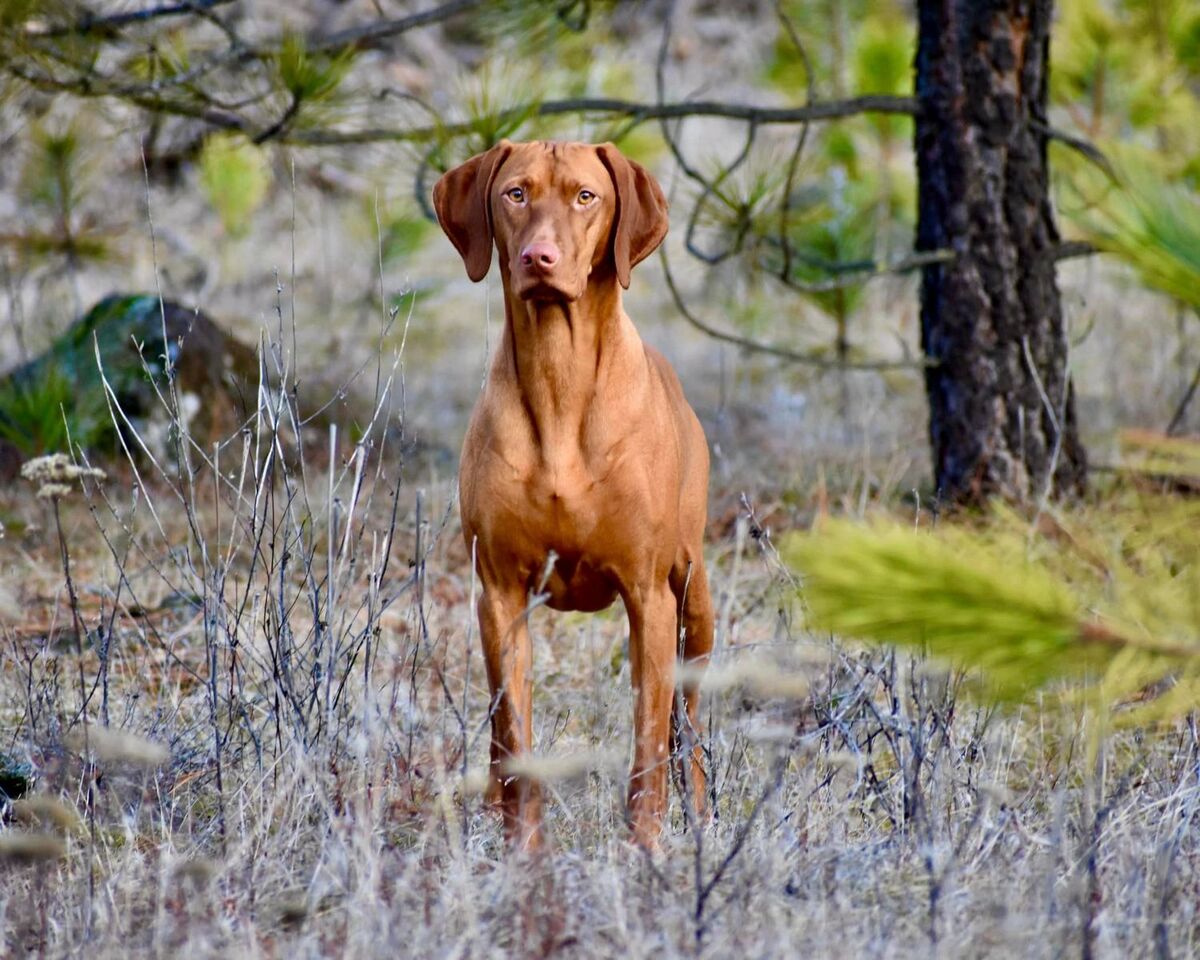 Image of Jaybren's August Red Rising In Memphis By Tierah