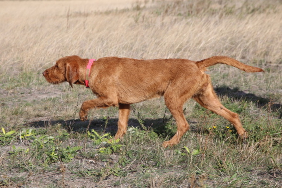 Image of Zöldmáli-Hunter Zsálya