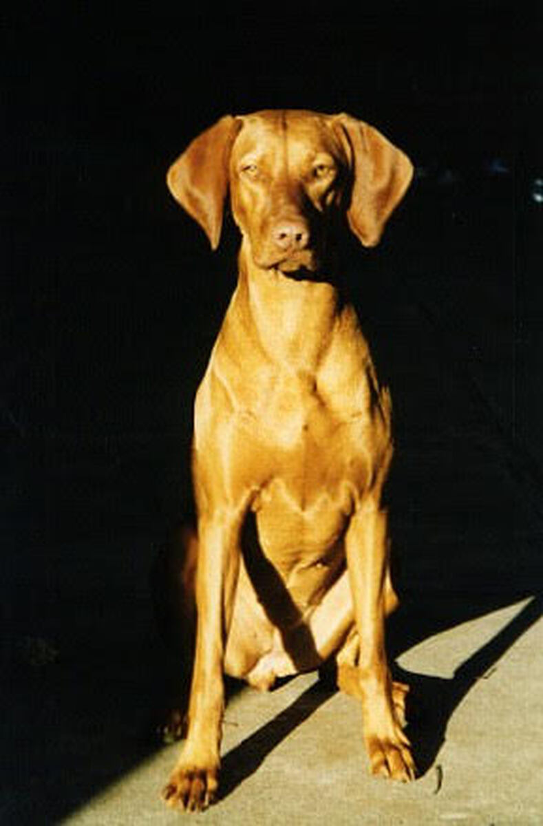 Image of Aranyoz Lady Willpower