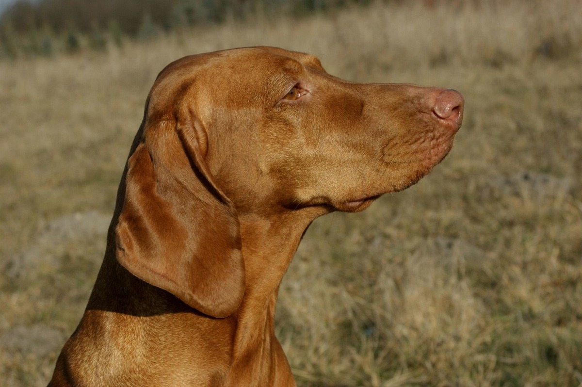 Image of Red Paprika Pepperoni Team