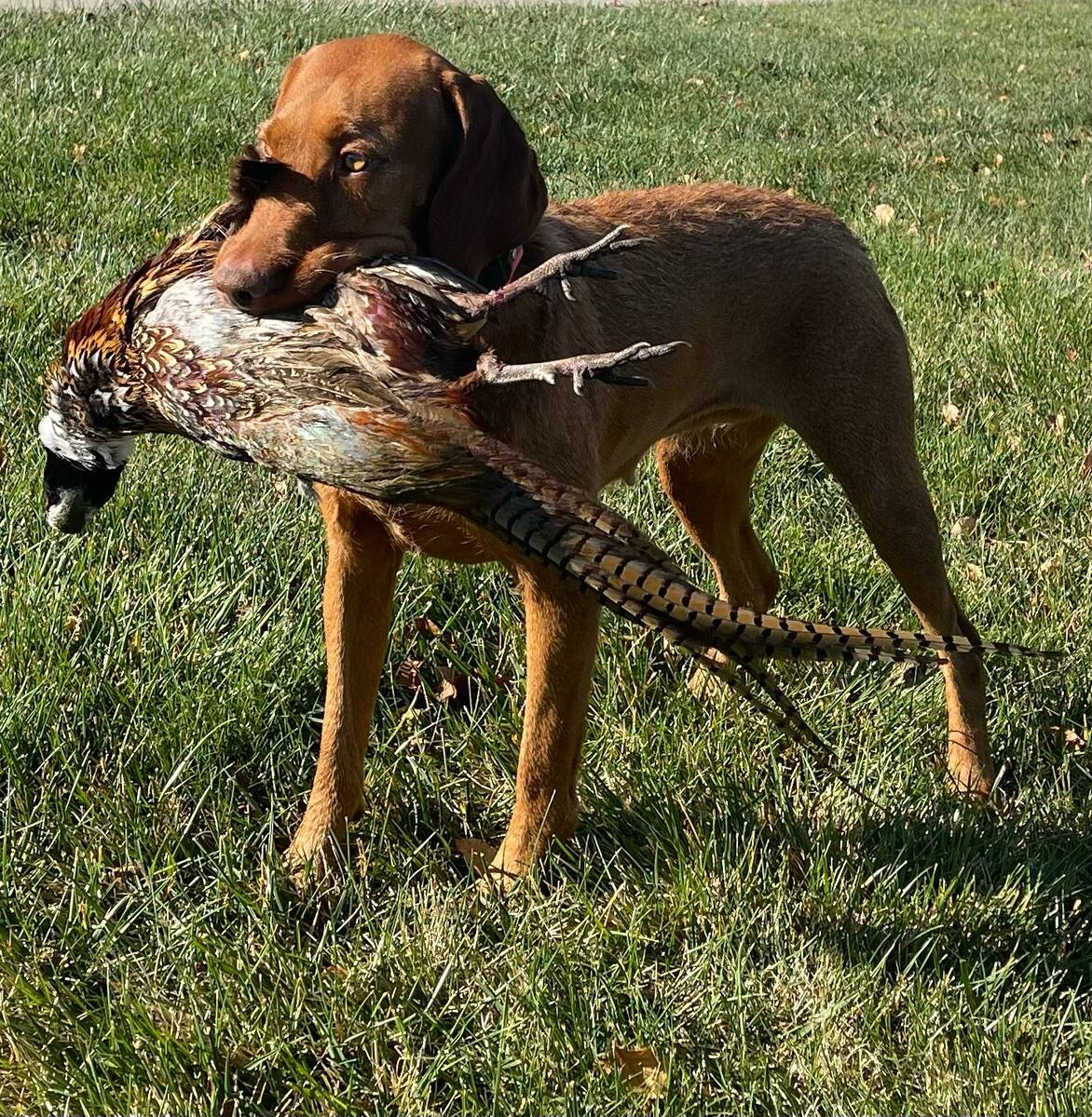 Image of Little Hunter's Flaming Hot At Vinewood