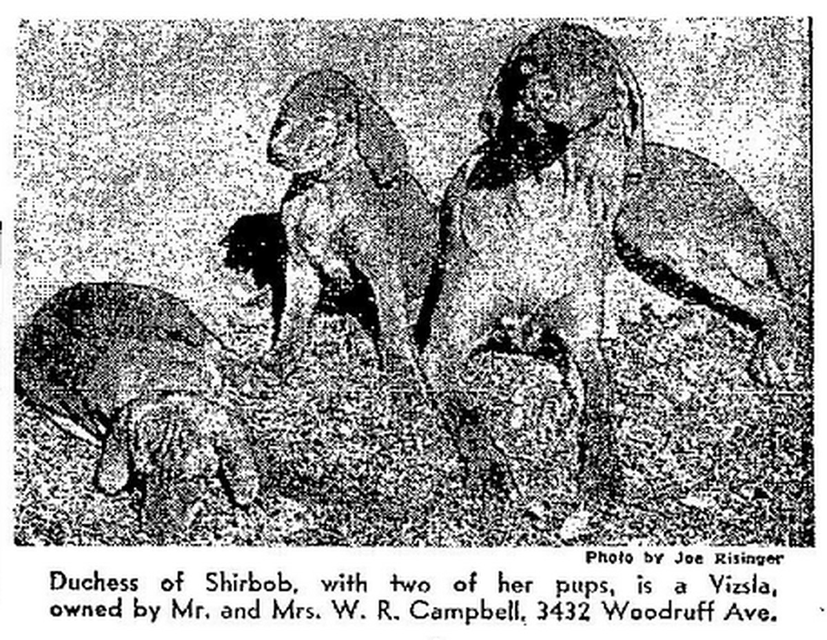 Image of Duchess of Shirbob