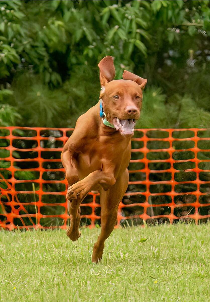 Image of Sienna Pointe's Licht Der Hoffnung;