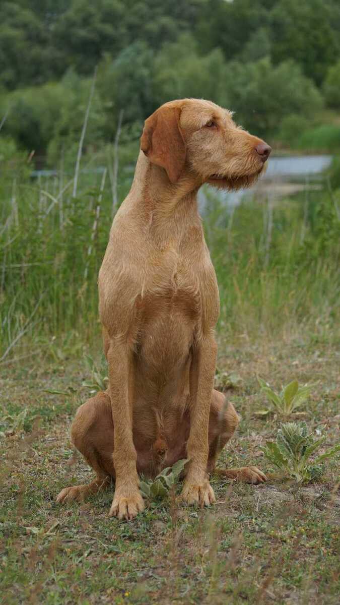 Image of Csövárberki Fenyes