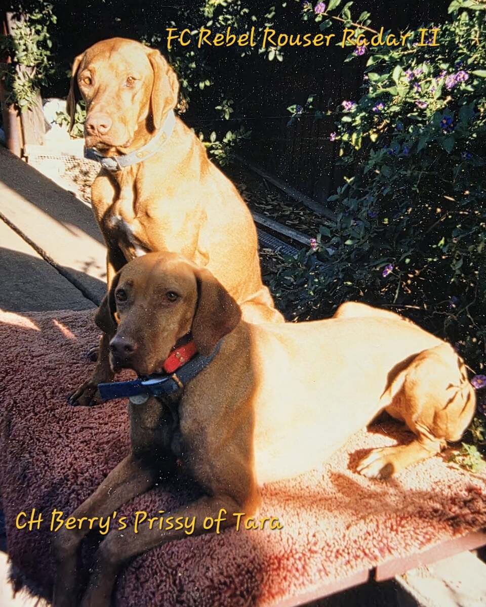 Image of Berry's Prissy Of Tara