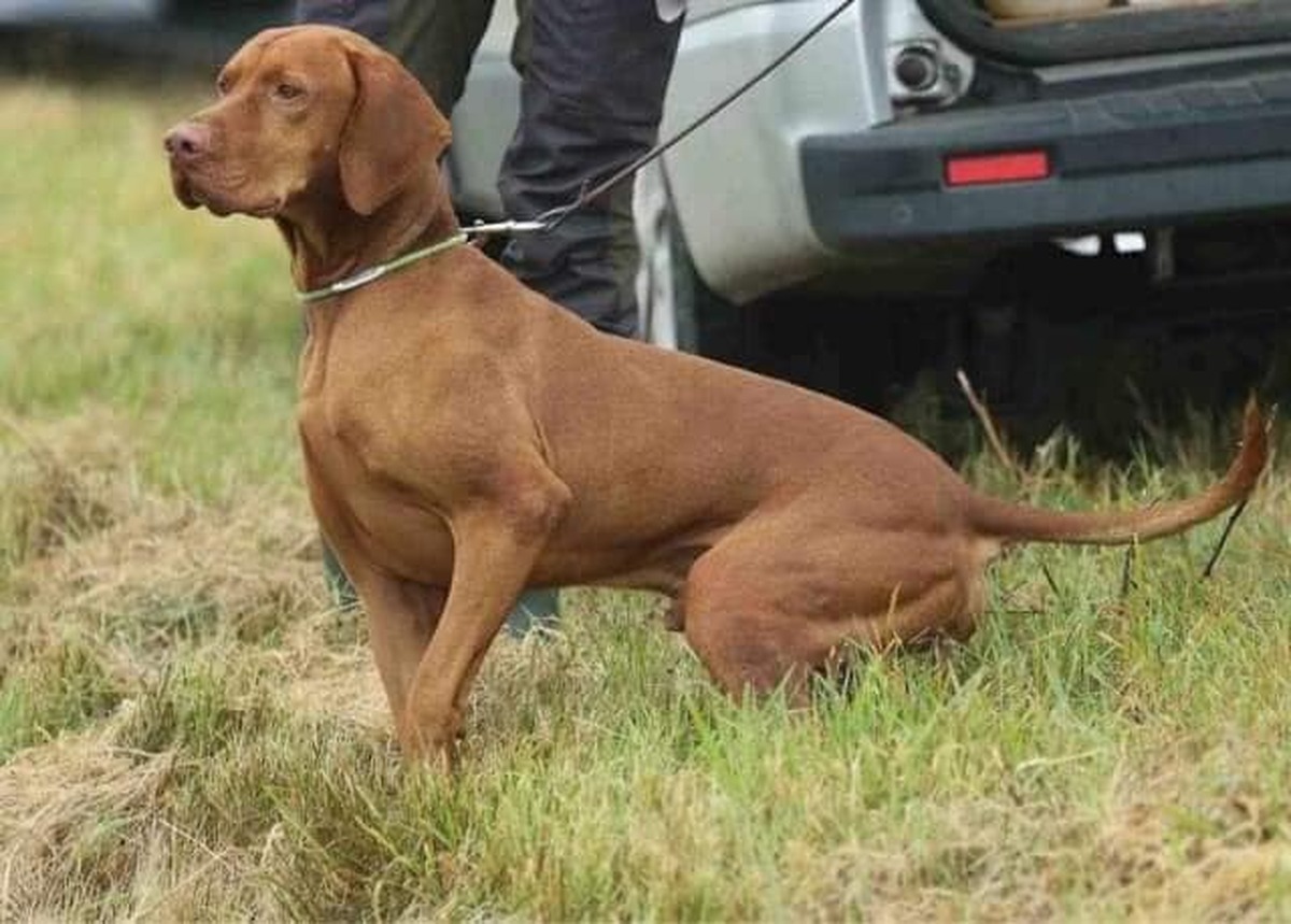 Image of Nemzet Kincse Marshmallow