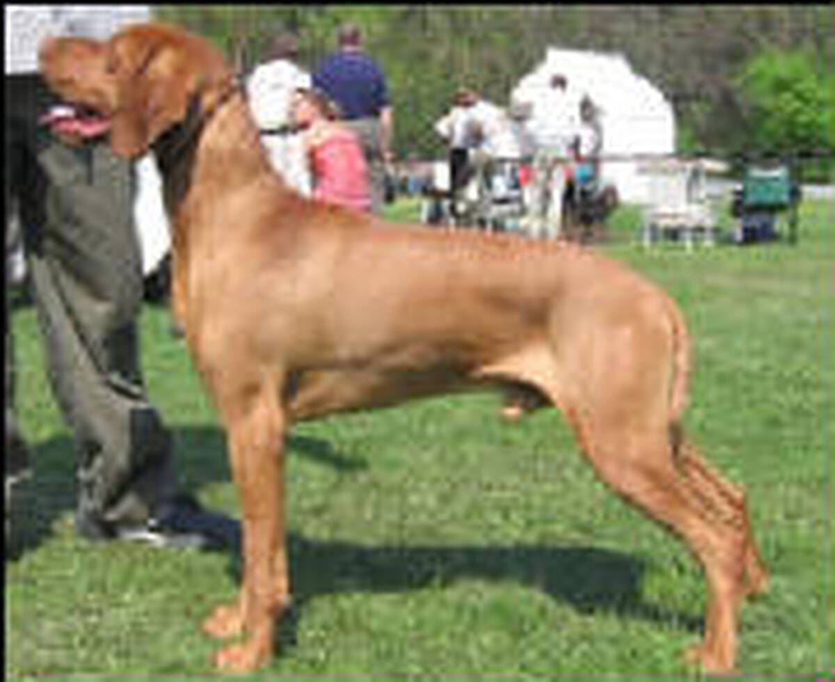 Image of Siómenti-Mayerházi Pagát