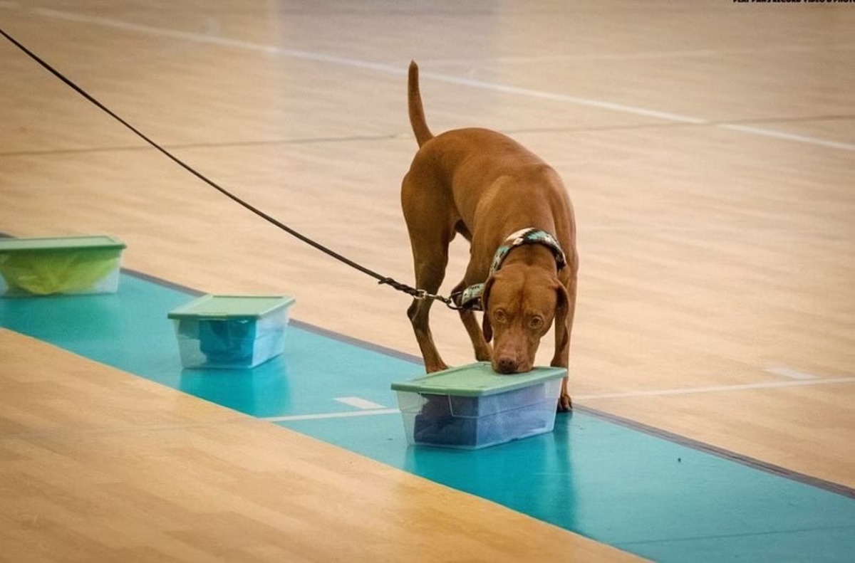 Image of Hrq Red Diamond Ever Ready