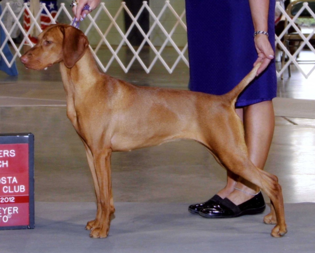 Image of Solaris Diamond Expert