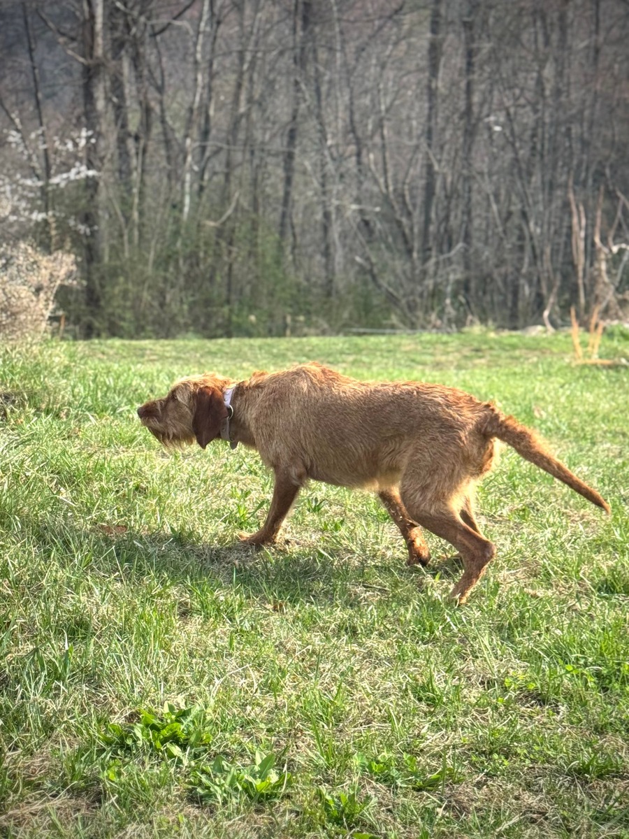 Image of Cave Canis Bodza