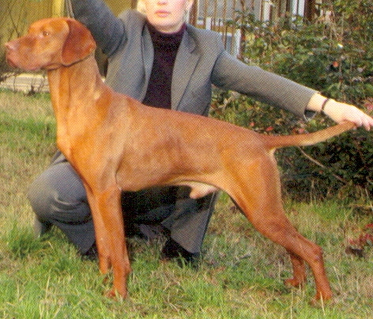 Image of Mátai Hetyke