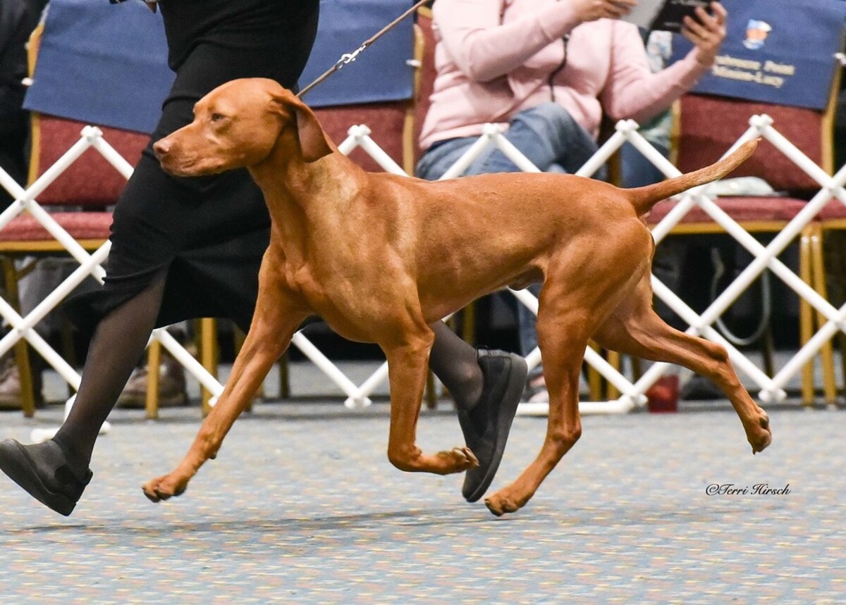 Image of Sansouci Dobrocat Csako