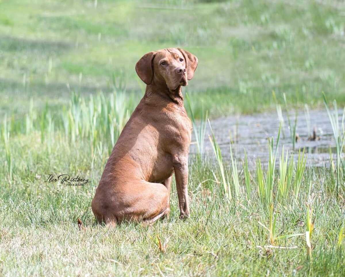 Image of Fajtiszta Frodo