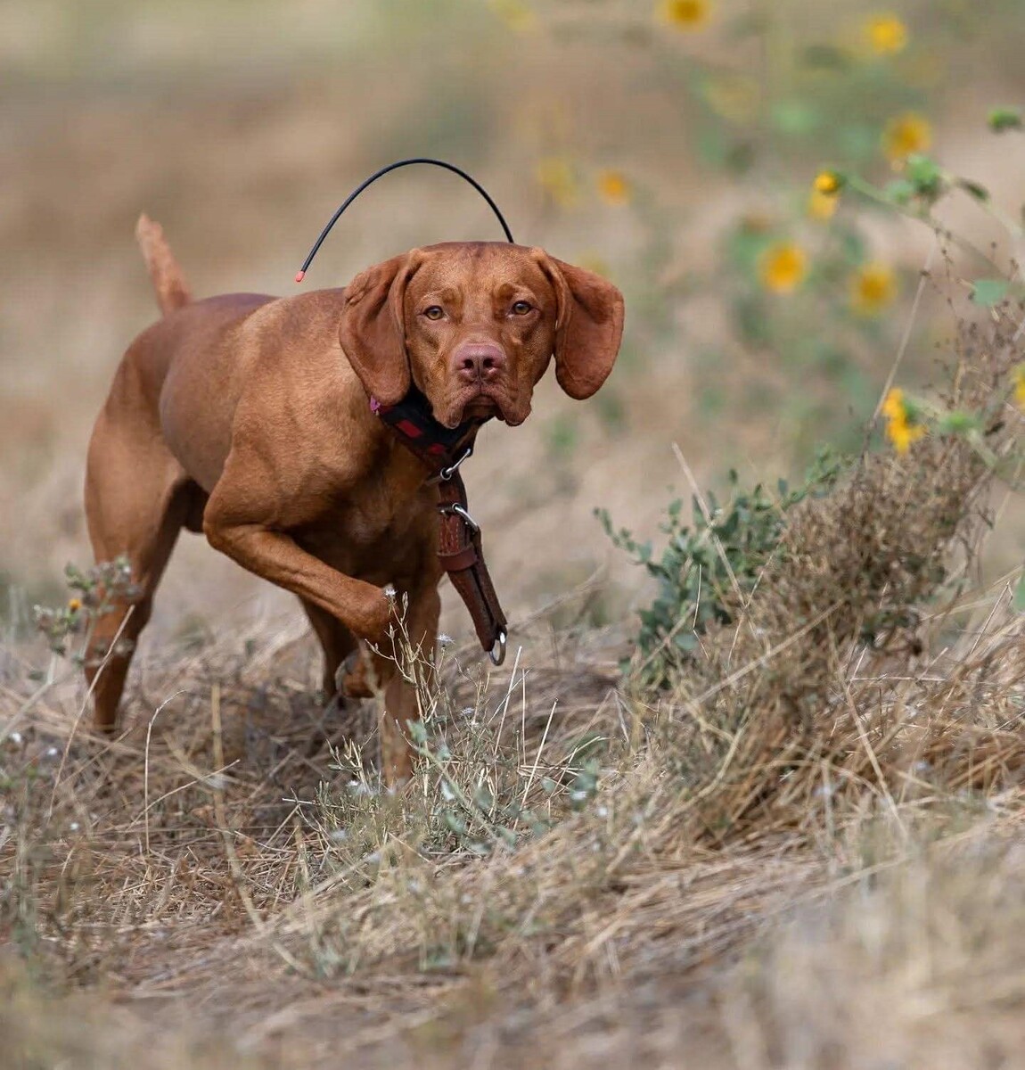 Image of Mythic's River At Moonlight