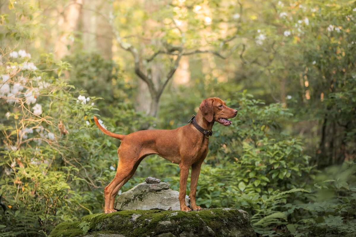 Image of Shikari Capercaillie In The Brambles