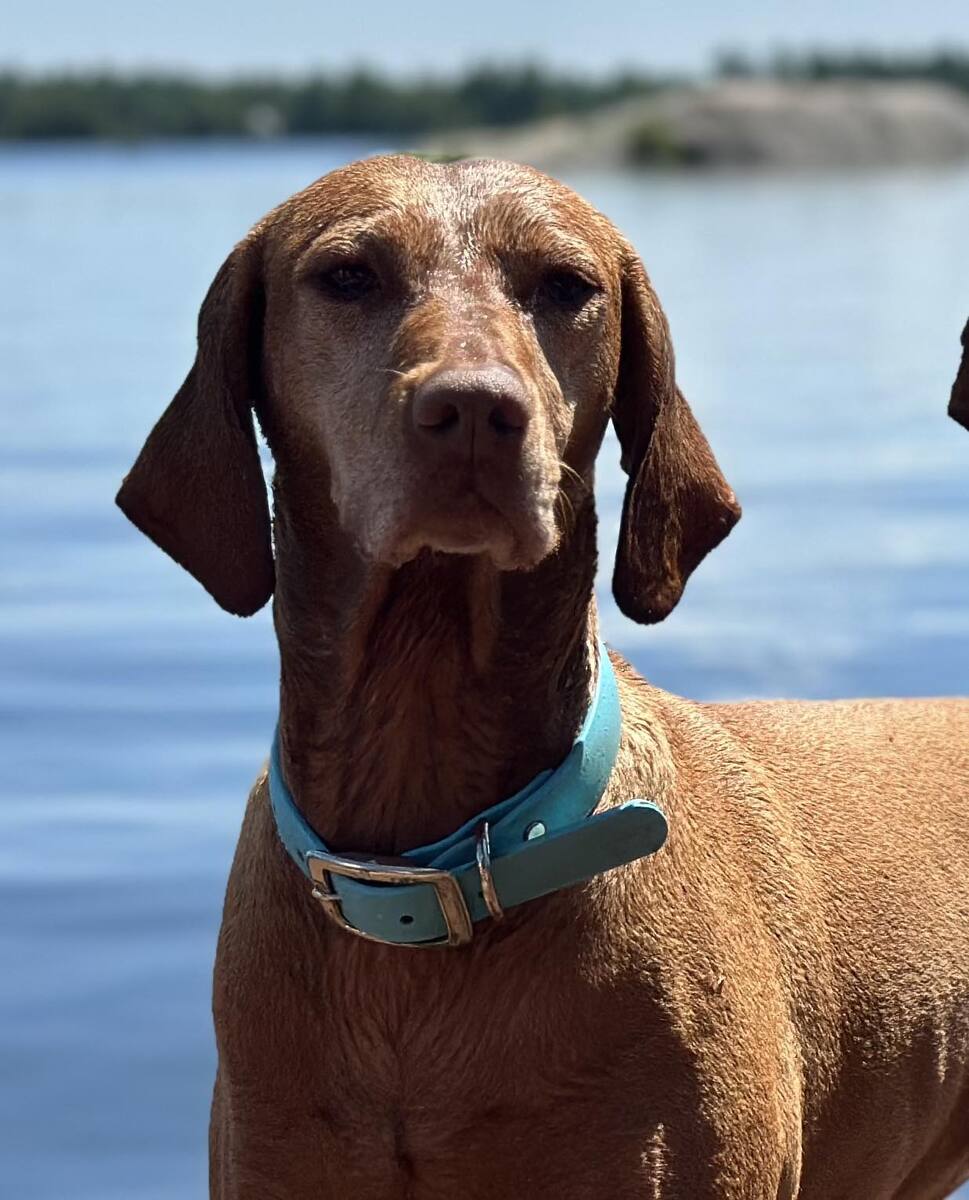 Image of Redrun Sunshine From Away