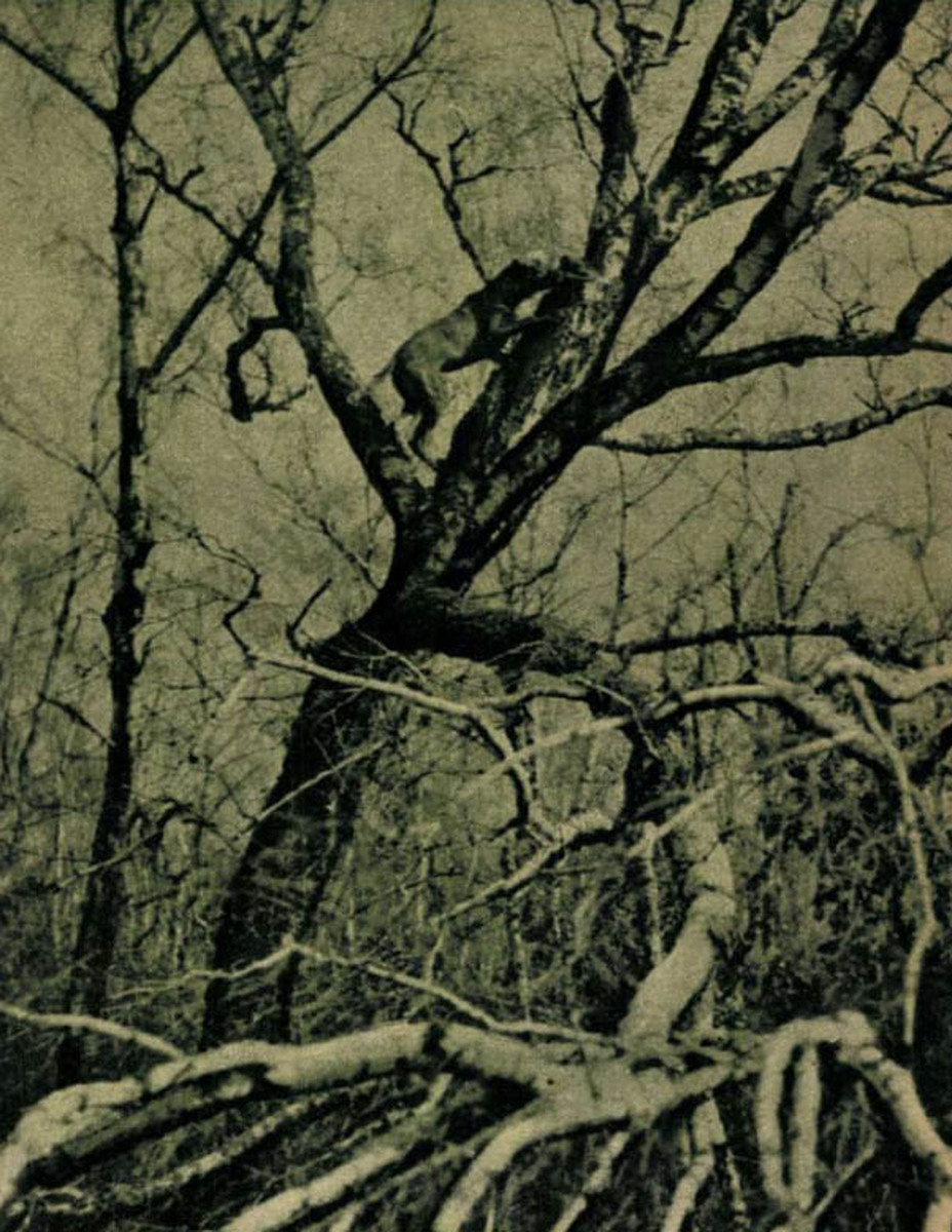 Image of Makk I (OVC 230)