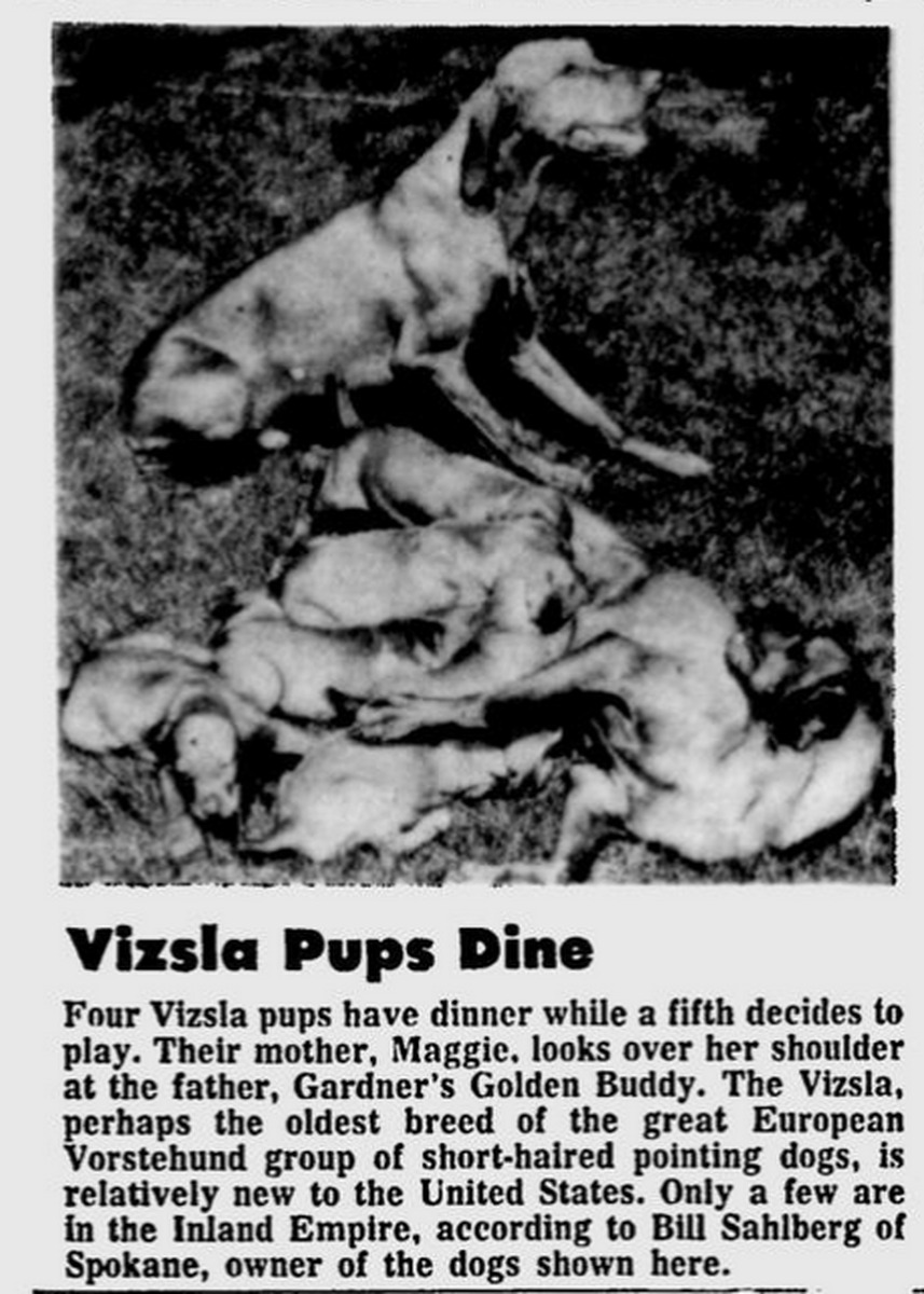 Image of Sahlberg's Golden Maggie