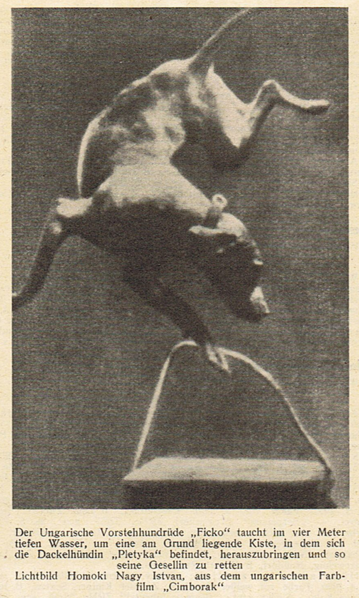 Image of Fickó (MV 800)