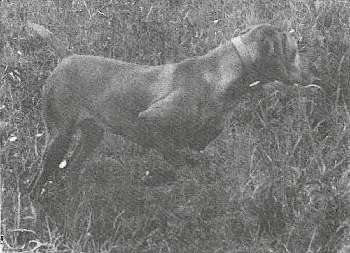 Image of Rebel Rouser Duke