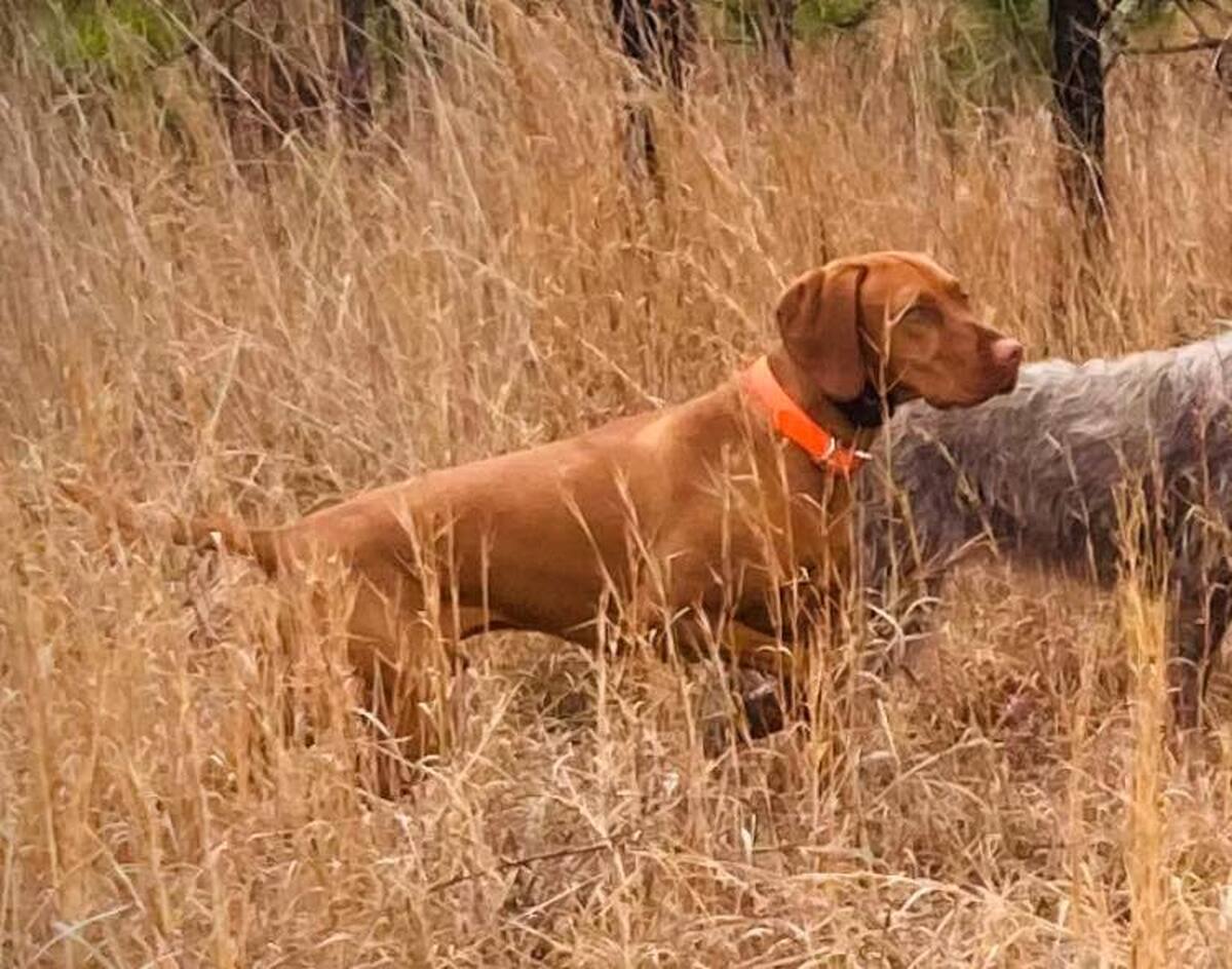 Image of Solaris Well I Declare!