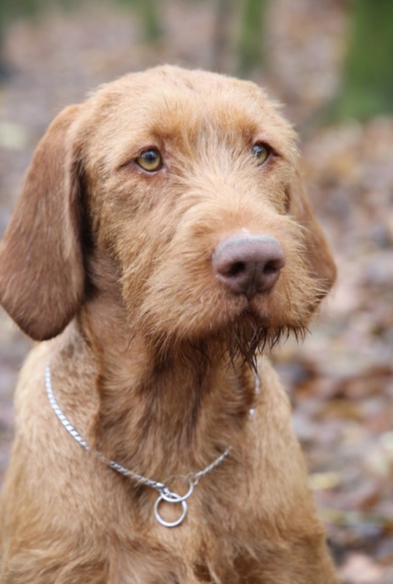 Image of Zöldmáli-Hunter Zsálya