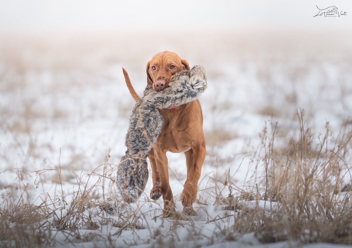 Image of Venari Venti Ciri