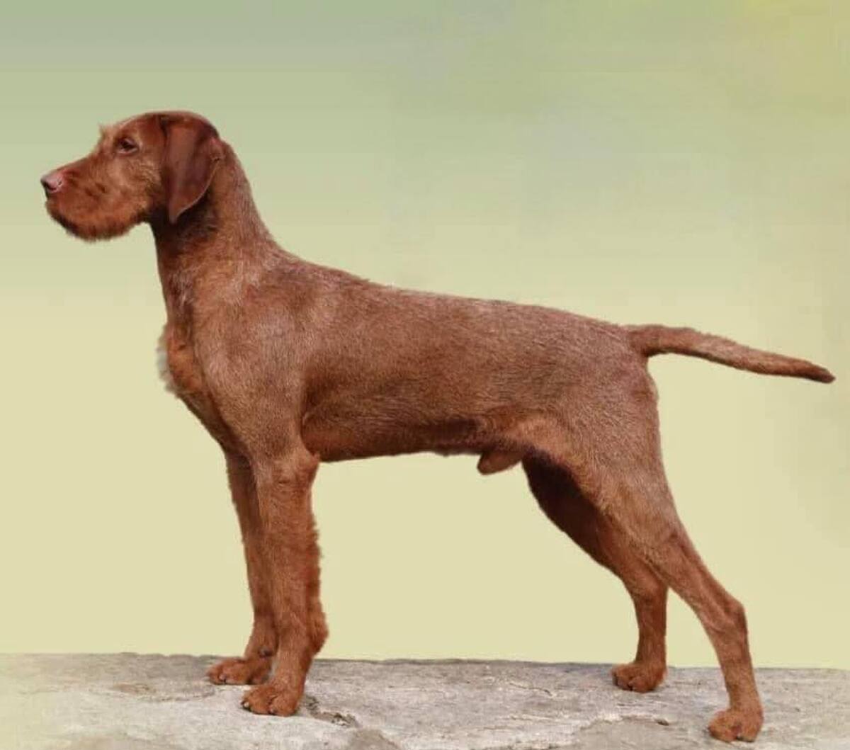 Image of Zöldmáli Kongo