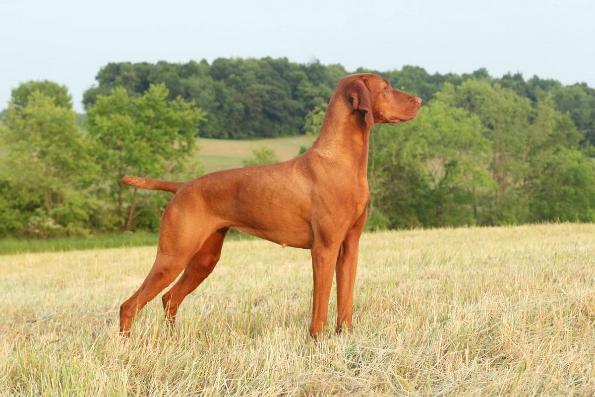 Image of Glade Mill In A Nutshell