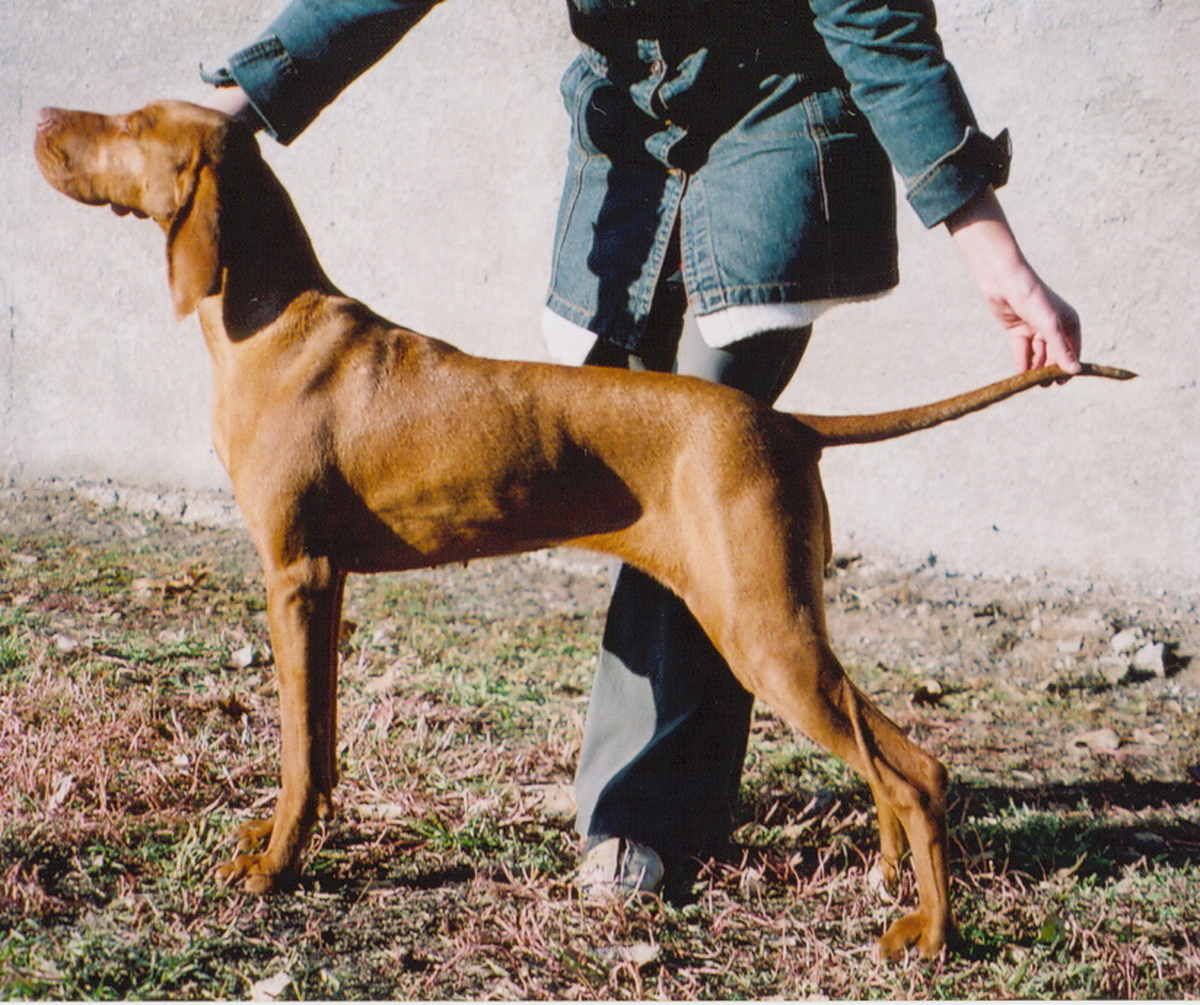 Image of Magor Lelkes