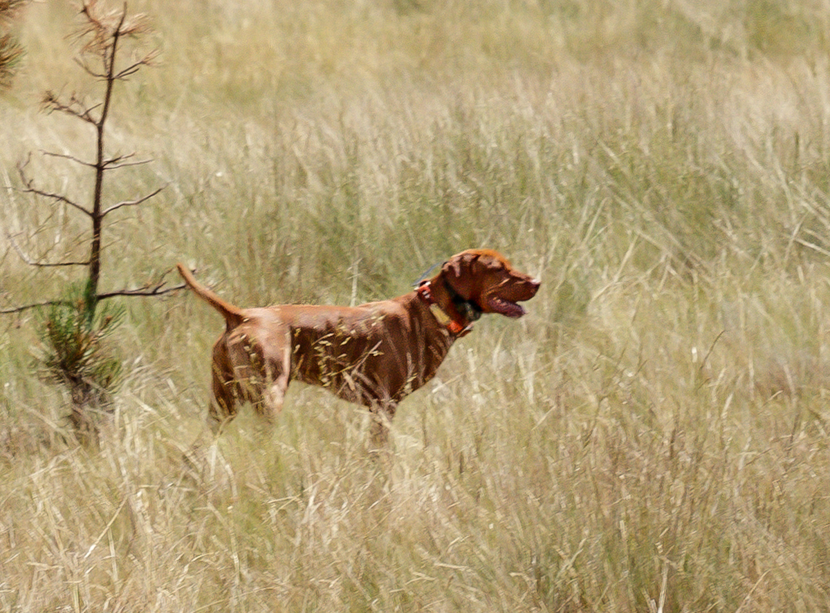 Image of Firestorm Hot Diggity