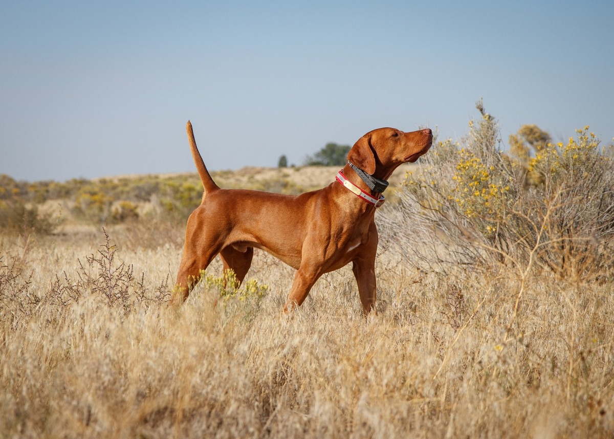 Image of Wall Canyon's Alpine Blacksmith / Wall Canyon Alpine's Blacksmith