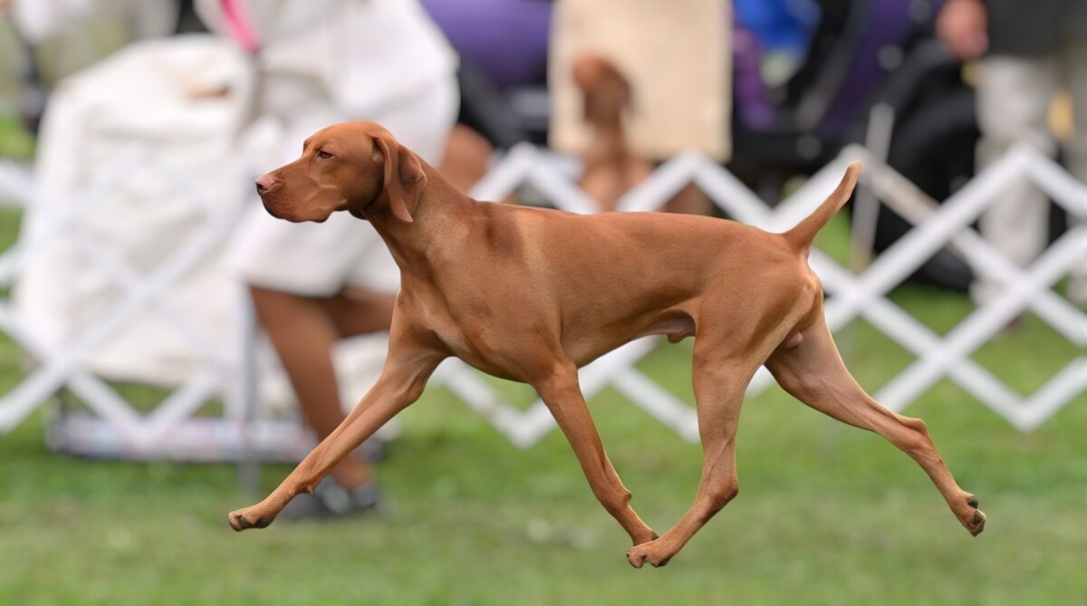 Image of Olde Ridge Adventure Of A Lifetime