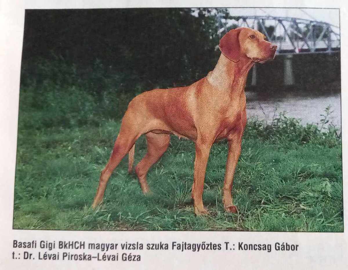 Image of Basafi Gigi