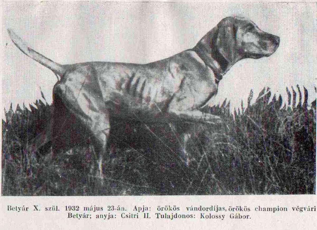 Image of Betyar X