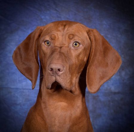 Image of Artemidastars Tausaret-Kleopatra