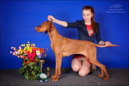 Image of Vadászpajtás Augo-Dromas