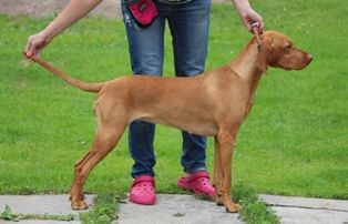 Image of Celestýna z Králova dvora