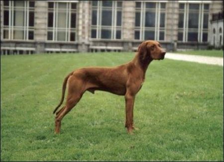 Image of Csövárberki Csúzli