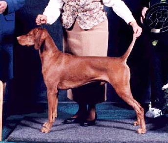 Image of Dawn's Bell Bottom Blues