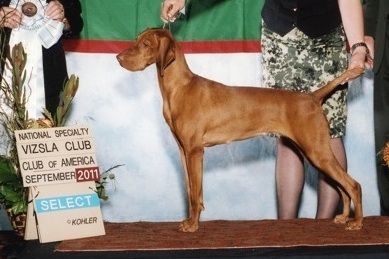 Image of Artisan's Pink Lollapalooza