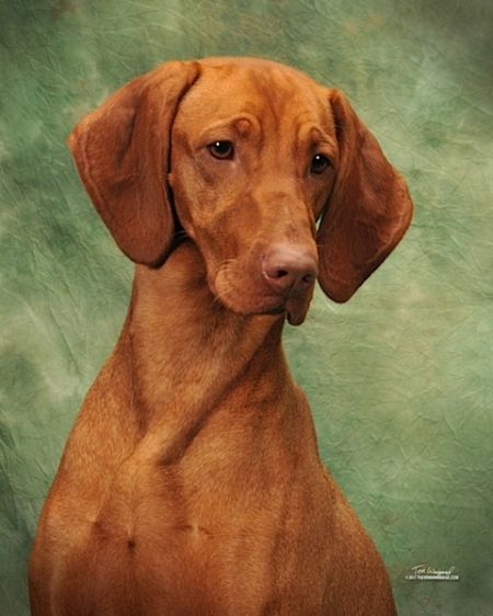 Image of Artisan's Pink Lollapalooza