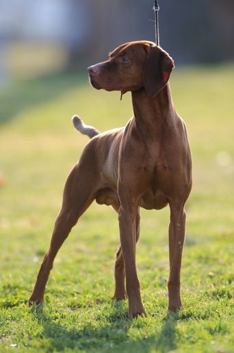 Image of Artisan's Vladimir The Imperial