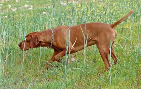 Image of Oroshaza Zarri