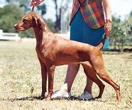 Image of Hubertus Forever Amber