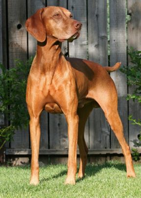 Image of Jaybren's Charming Benediction