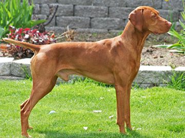 Image of Jaybren's Heart's Desire